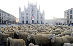 milano_piazza_duomo_pecore