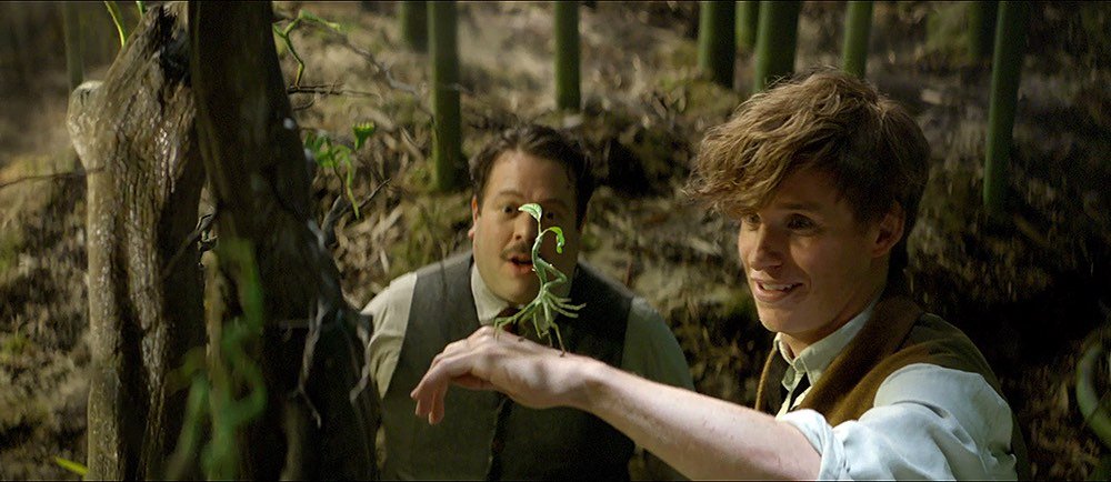 Animali Fantastici e Dove Trovarli: guida alle creature di Newt ...