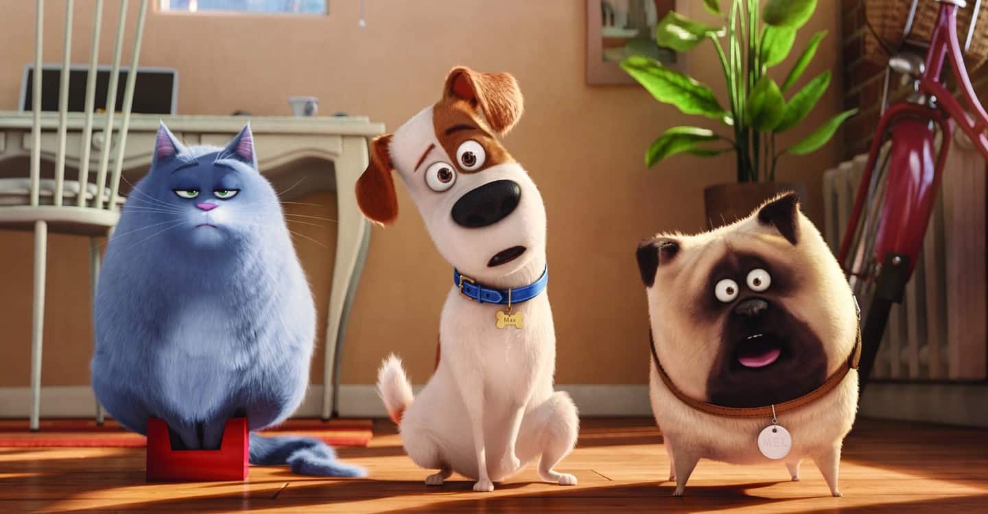 pets vita da animali