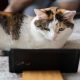 Le migliori app per gatti - Fonte Rete News
