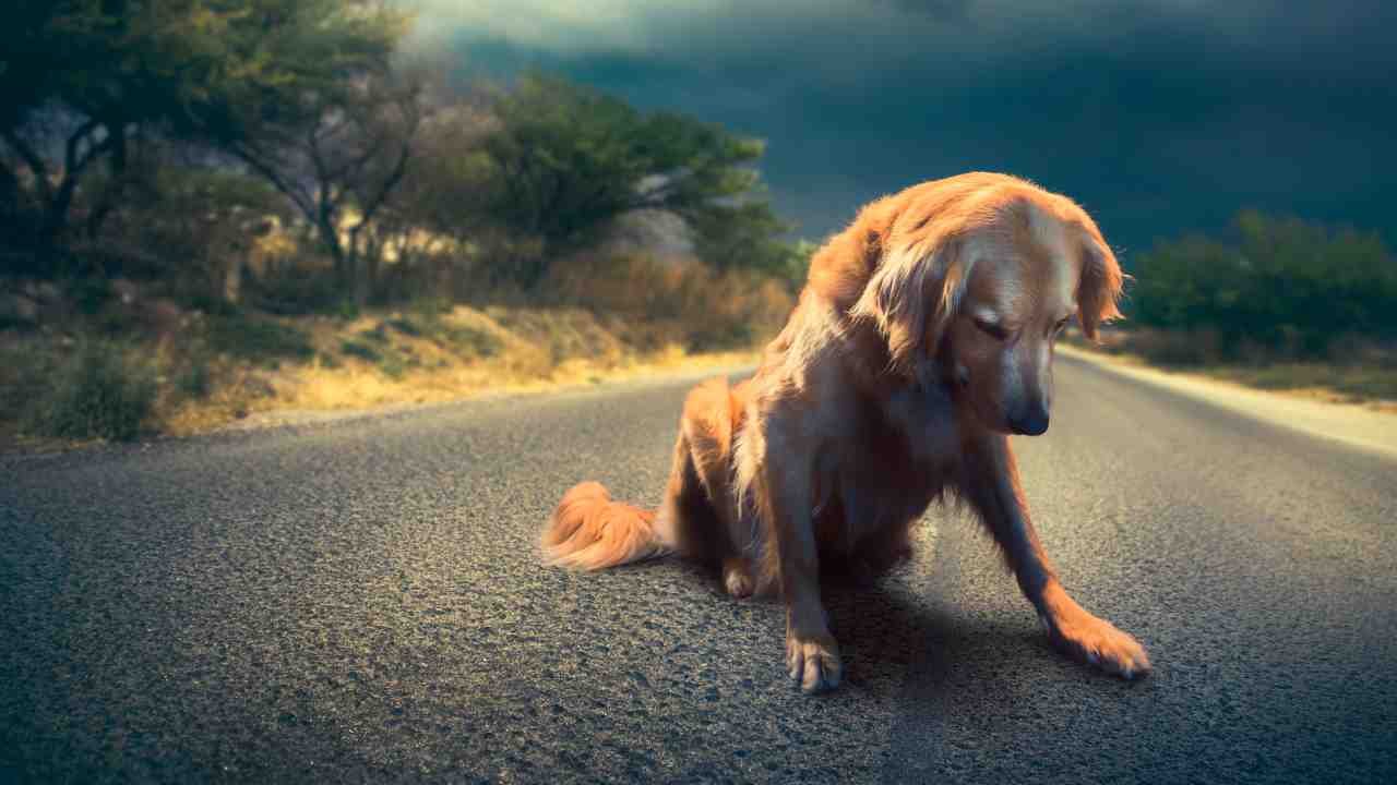 Nuove sanzioni per chi abbandona un cane