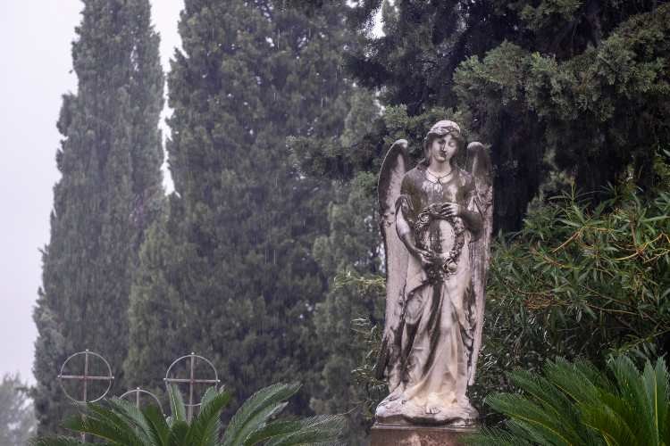 Il cipresso e il loro significato