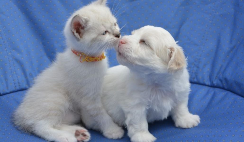 Bonus animali domestici 2025