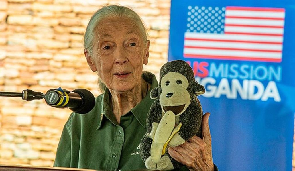 Jane Goodall
