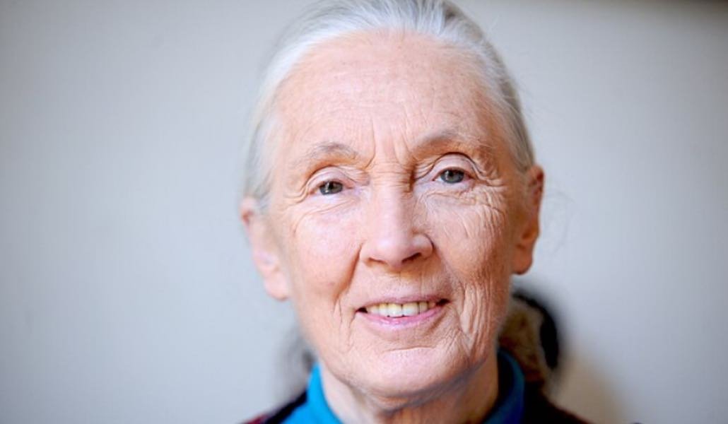 Jane Goodall film
